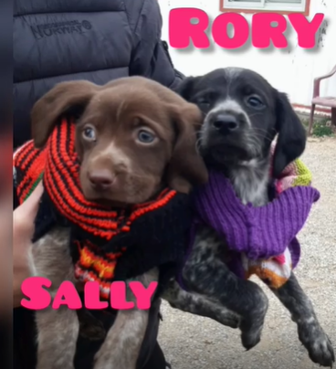 rory y sally