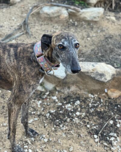 12ecb48c-e931-41a1-8695-63a902e9588b