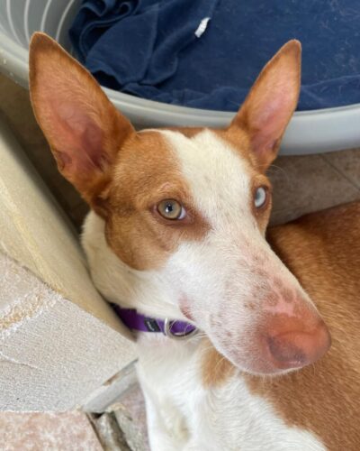 8c83bb45-30b9-4a27-ac75-6be8b0b69b58