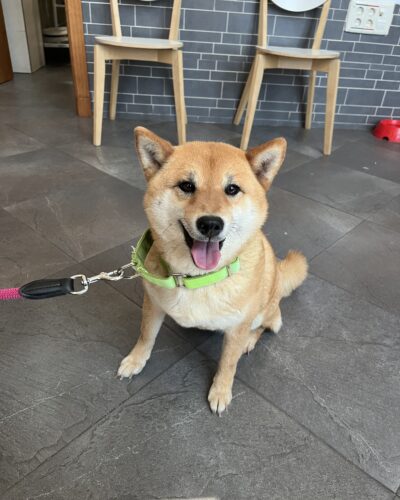 ZOE