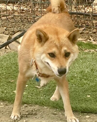 KIRA - Shiba Inu