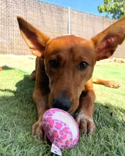 BOWIE - Podenco