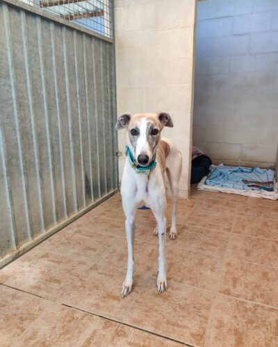 IMG-20251009-WA0063 IMG-20251009-WA0063