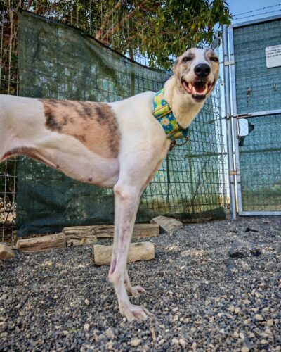 IMG-20251013-WA0018 IMG-20251013-WA0018