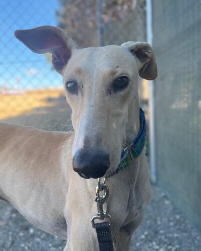 IMG-20251022-WA0008 IMG-20251022-WA0008