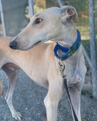 IMG-20251022-WA0009 IMG-20251022-WA0009