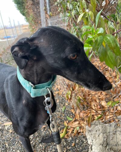 IMG-20251029-WA0009 IMG-20251029-WA0009