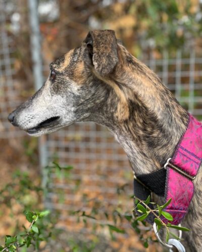 IMG-20251029-WA0032 IMG-20251029-WA0032