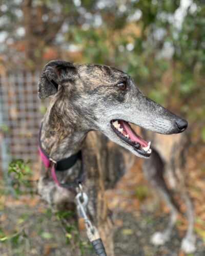 IMG-20251029-WA0034 IMG-20251029-WA0034