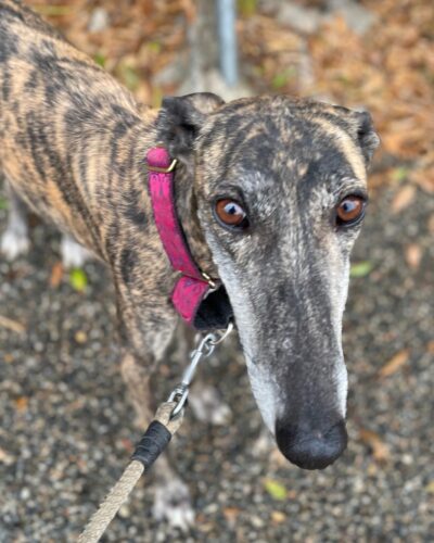 IMG-20251029-WA0035 IMG-20251029-WA0035