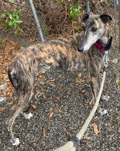 IMG-20251029-WA0036 IMG-20251029-WA0036