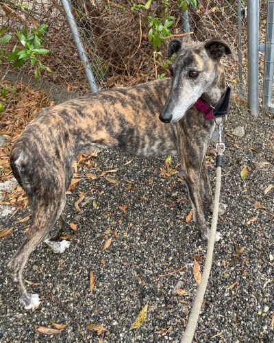 IMG-20251029-WA0037 IMG-20251029-WA0037