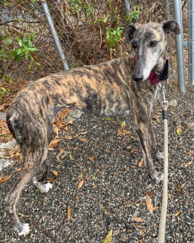 IMG-20251029-WA0038 IMG-20251029-WA0038