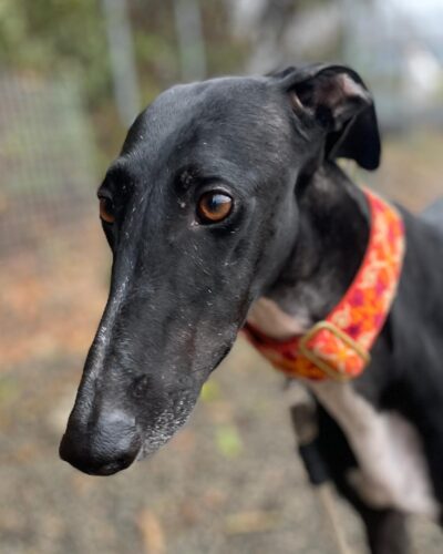 IMG-20251029-WA0108 IMG-20251029-WA0108