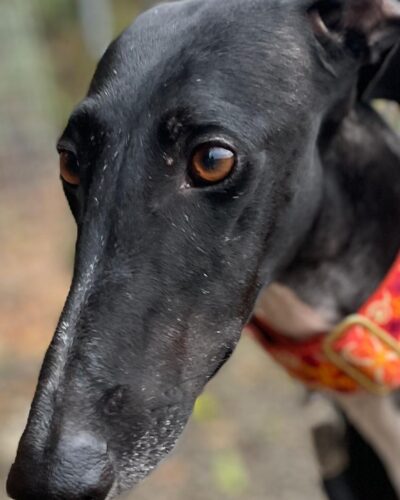 IMG-20251029-WA0108 IMG-20251029-WA0108