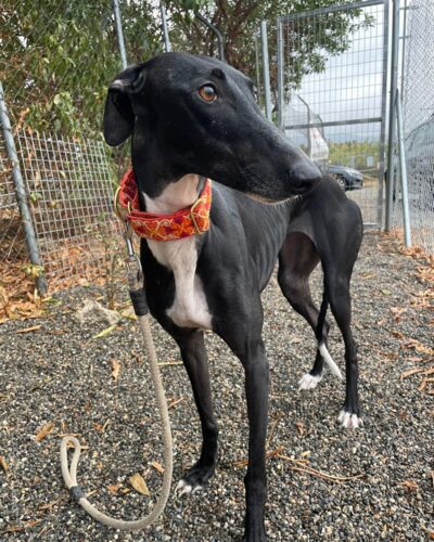 IMG-20251029-WA0109 IMG-20251029-WA0109