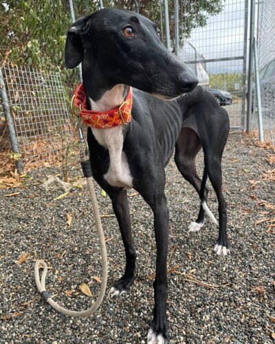 IMG-20251029-WA0110 IMG-20251029-WA0110