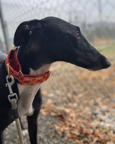 IMG-20251029-WA0111 IMG-20251029-WA0111