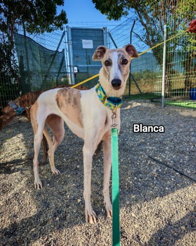 BLANCA