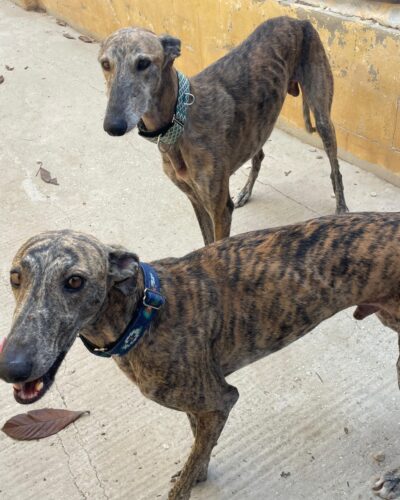 WhatsApp Image 2025-10-21 at 21.41.55 (2) WhatsApp Image 2025-10-21 at 21.41.55 (2)