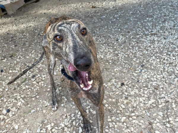 WhatsApp Image 2025-10-21 at 21.41.55 (4)