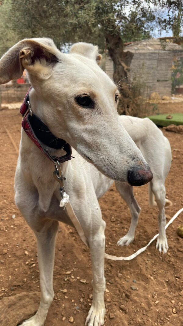 WhatsApp Image 2025-11-03 at 12.52.10