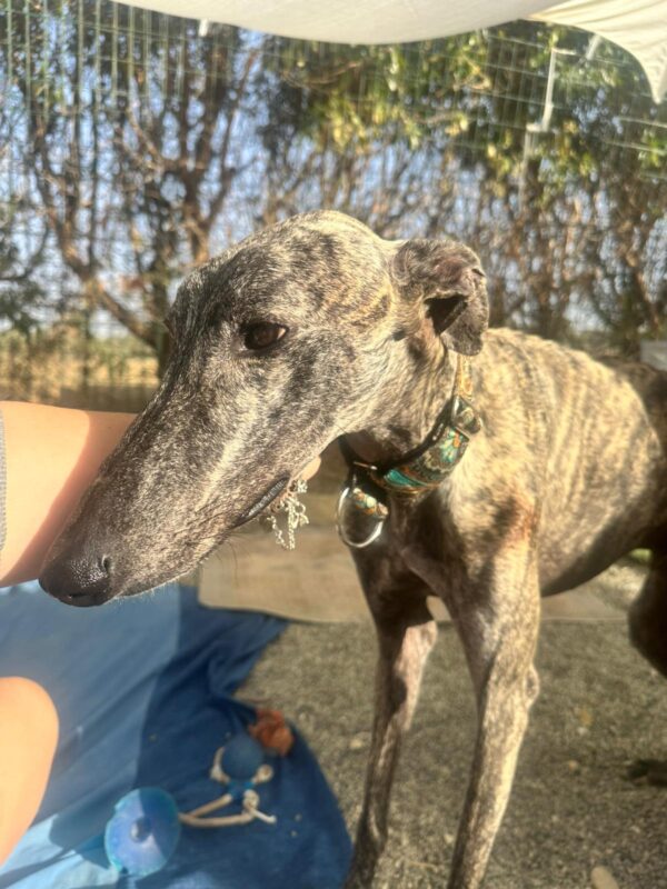 WhatsApp Image 2025-11-08 at 15.29.28 (1)