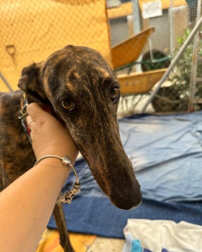 WhatsApp Image 2025-11-08 at 15.31.01 (2) WhatsApp Image 2025-11-08 at 15.31.01 (2)