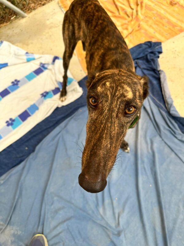 WhatsApp Image 2025-11-08 at 15.31.01