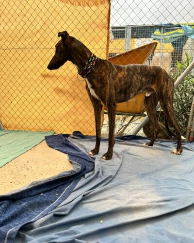 WhatsApp Image 2025-11-08 at 15.31.02 (1) WhatsApp Image 2025-11-08 at 15.31.02 (1)