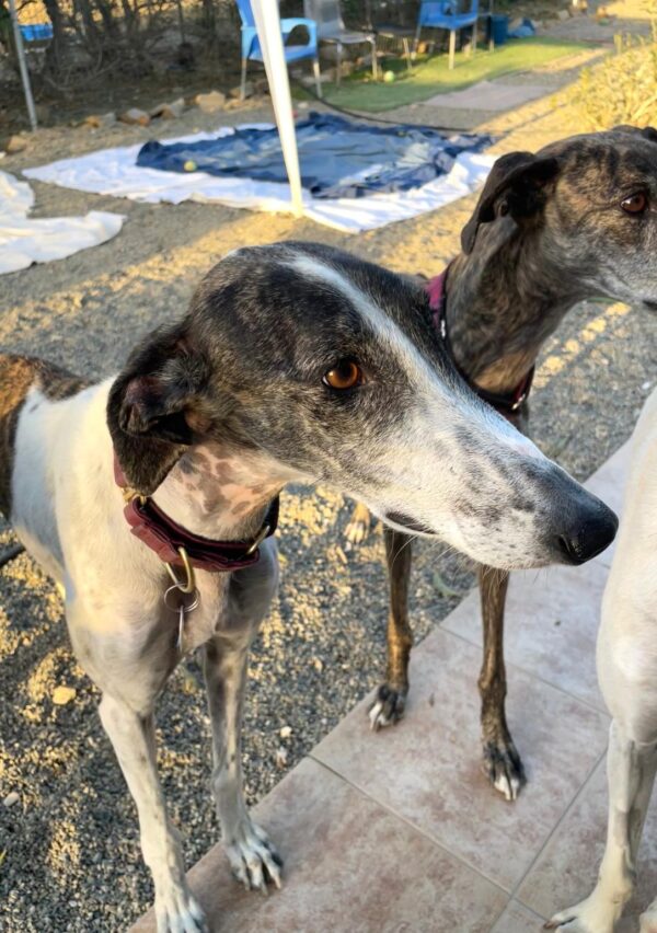 WhatsApp Image 2025-11-13 at 12.33.13 (2)