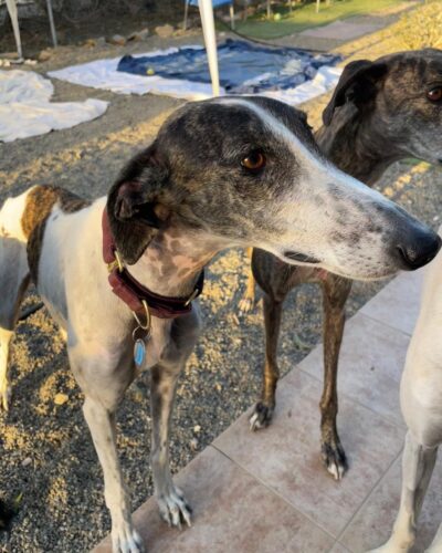 WhatsApp Image 2025-11-13 at 12.33.14 (4) WhatsApp Image 2025-11-13 at 12.33.14 (4)