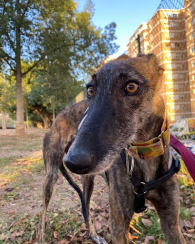 WhatsApp Image 2025-11-14 at 15.29.00 (1) WhatsApp Image 2025-11-14 at 15.29.00 (1)