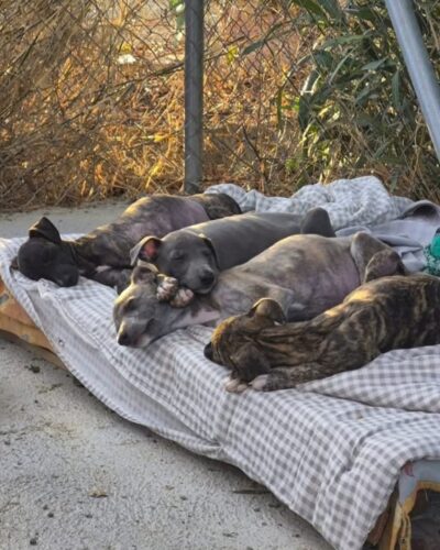 22787cb3-584e-4dbd-a9c2-956e6c648bd7 22787cb3-584e-4dbd-a9c2-956e6c648bd7