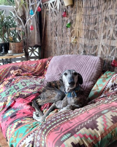 268c9a89-d0d3-4b8f-8b6d-70568efb1478