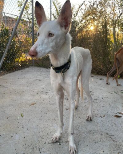 303a60af-fb65-421c-b28d-2213b3dbad5c