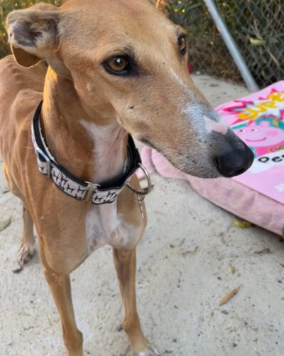 7b73e0e9-b3d2-4774-95c2-e3353af4abc4