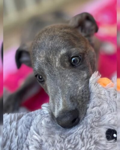 939a5dd2-486a-4958-83ce-9db3366f0cf0 939a5dd2-486a-4958-83ce-9db3366f0cf0