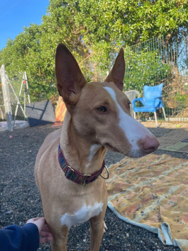 WhatsApp Image 2025-12-18 at 19.11.52 (1)