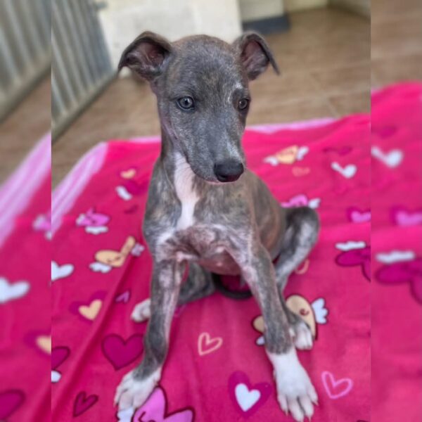 c493e70f-94b9-4679-afc6-447033c4a59b