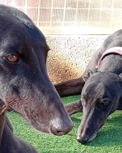 c80f8cd8-db4a-48e0-9e46-db7763498225