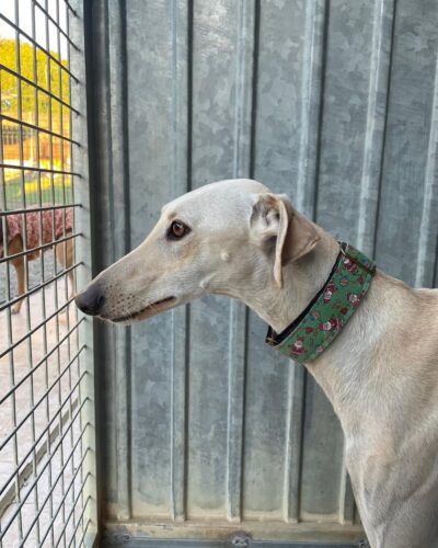 WhatsApp Image 2026-01-09 at 23.22.37 (1)