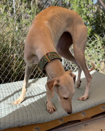 WhatsApp Image 2026-01-09 at 23.22.37 (4)