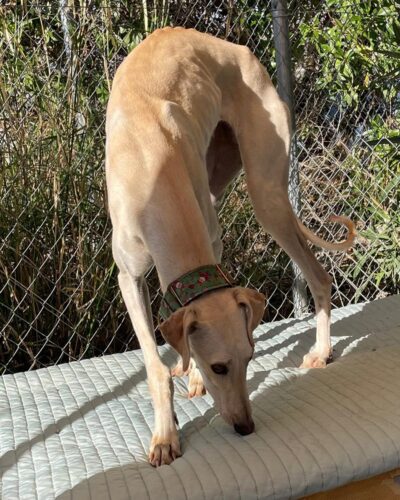 WhatsApp Image 2026-01-09 at 23.22.37 (5)