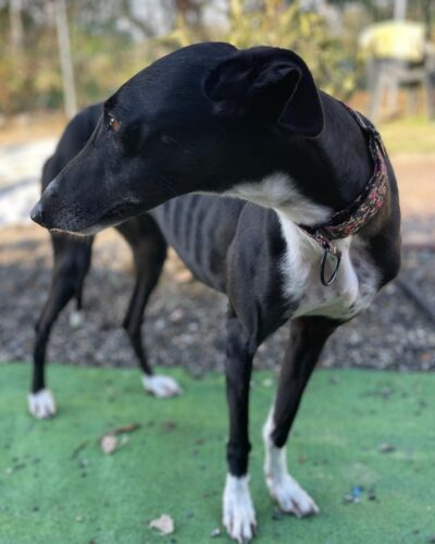 WhatsApp Image 2026-01-09 at 23.23.50 (1)