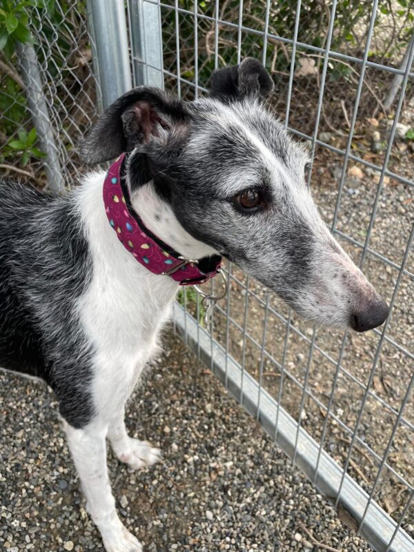 WhatsApp Image 2026-01-30 at 00.27.19 (1)