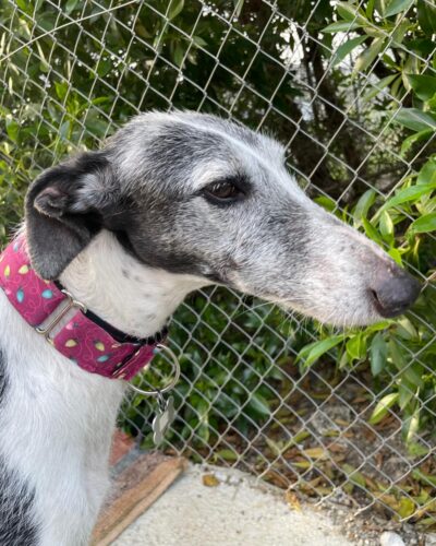 WhatsApp Image 2026-01-30 at 00.27.19 (5)