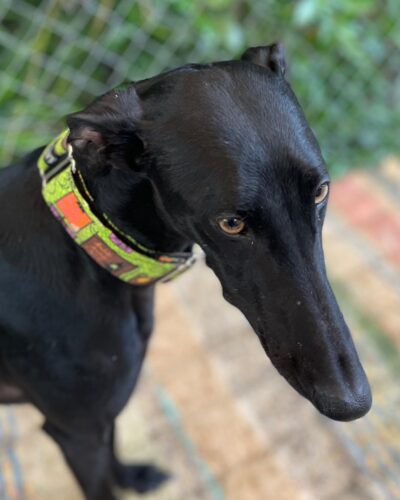 WhatsApp Image 2026-01-30 at 00.30.02 (4)