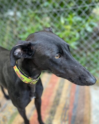 WhatsApp Image 2026-01-30 at 00.30.02 (9)