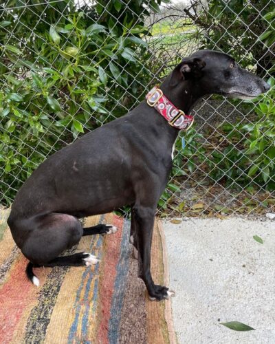 WhatsApp Image 2026-01-30 at 00.47.43 (3) WhatsApp Image 2026-01-30 at 00.47.43 (3)